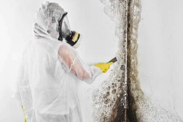 Best Black Mold Removal  in Wildwood, NJ