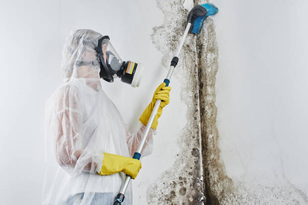 Best Residential Mold Removal  in Wildwood, NJ