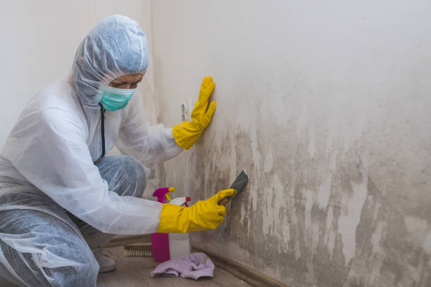 Best Fast Mold Removal  in Wildwood, NJ