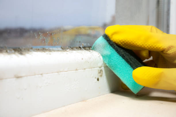 Best Toxic Mold Removal  in Wildwood, NJ
