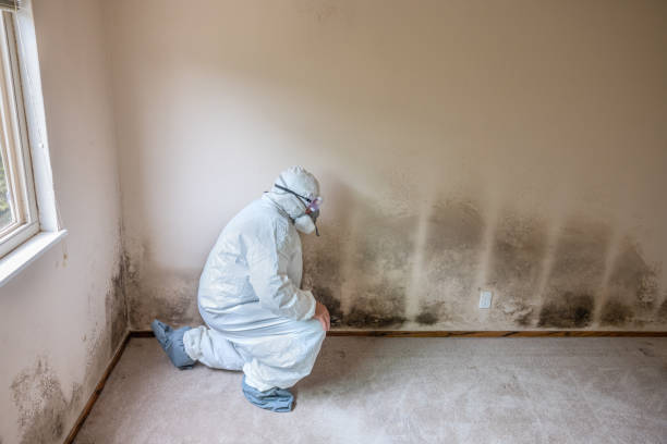 Best Mold Cleaning Services  in Wildwood, NJ