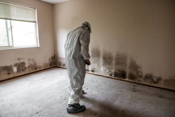 Best Affordable Mold Removal  in Wildwood, NJ