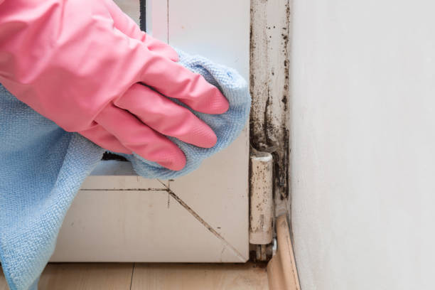 Best Toxic Mold Removal  in Wildwood, NJ