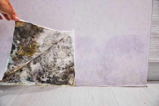 Best Attic Mold Removal  in Wildwood, NJ